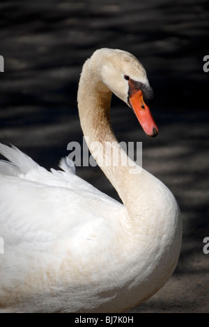 Un cigno bianco. Foto Stock