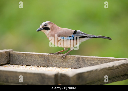 Jay bird Garrulus glandarius nel profilo su un uccello tabella nello Yorkshire, Inghilterra U.K. Foto Stock