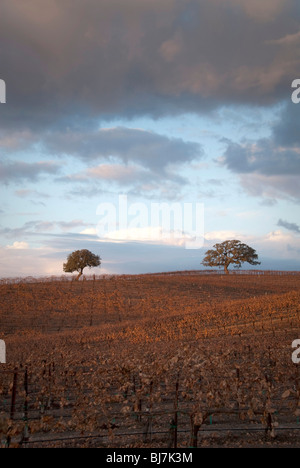 Un California Vigna collinare con due alberi di quercia in autunno al tramonto. Foto Stock