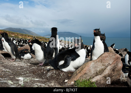 Pinguino saltaroccia Eudyptes chrysocome Felsenpinguin Rookery Saunders Island Isole Falkland uccelli in una colonia seduta sul nido Foto Stock