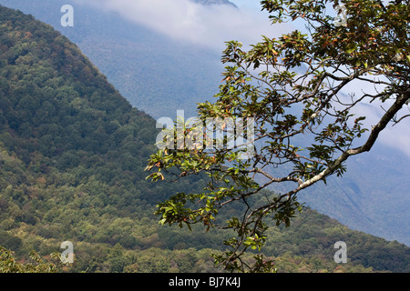 National Forests North Carolina Appalachian Mountains Curraggy Gardens on Blue RidgeParkway USA Nord America natura invisibile foresta fitta hi-res Foto Stock