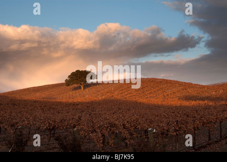 Un vigneto collinare con un albero di quercia in autunno al tramonto. Foto Stock