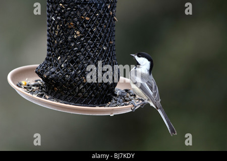 Nero-capped Luisa, Poecile atricapillus, a Bird Feeder Foto Stock