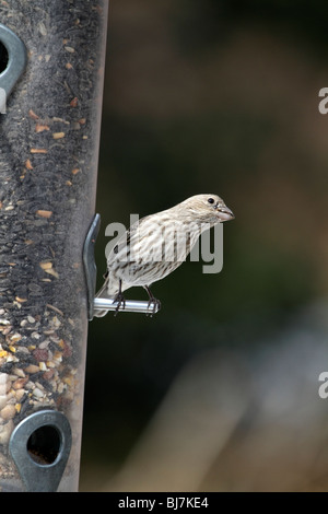 Casa femmina Finch, Carpodacus mexicanus, a Bird Feeder Foto Stock