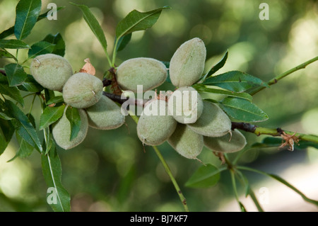 Mandorle su un ramo di albero. Foto Stock