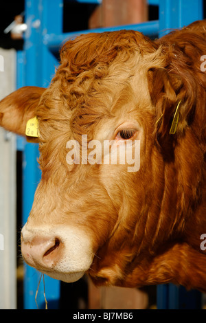 Pedigree Limousin Bull Foto Stock