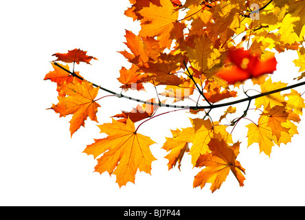 Albero di acero ramo con foglie di autunno isolato su bianco Foto Stock