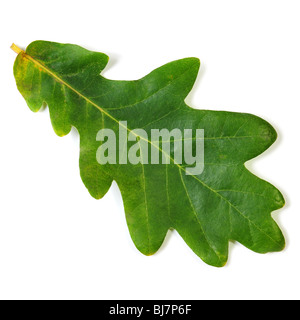 Foglie di quercia isolato su bianco con tracciato di ritaglio Foto Stock