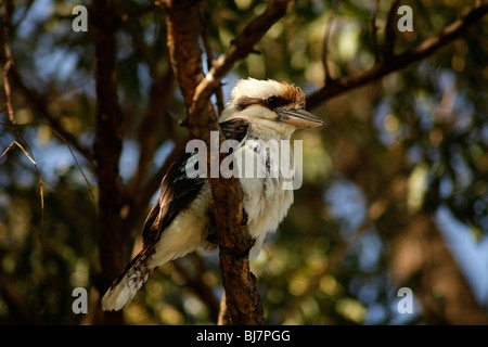 Ridendo Kookaburra, Dacelo novaeguineae presso il Royal Botanic Gardens di Sydney, Nuovo Galles del Sud, Australia Foto Stock