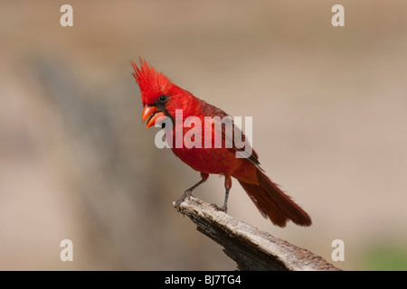 Il Cardinale settentrionale (Cardinalis cardinalis superbus), maschio. Foto Stock