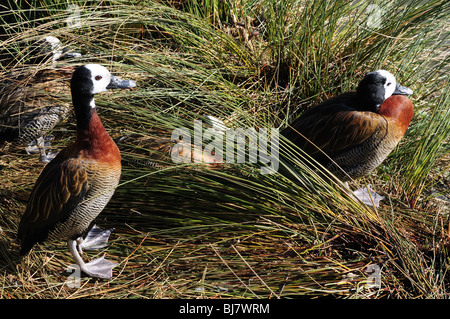 Di fronte bianco-sibili anatre Dendrocygna viduata Slimbridge Wildfowl and Wetland Centre GLOUCESTERSHIRE REGNO UNITO GB Foto Stock