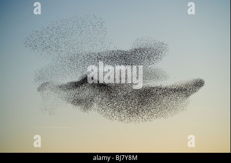 Un gregge di storni (murmuration) volare al tramonto, marzo sera, Wales UK Foto Stock