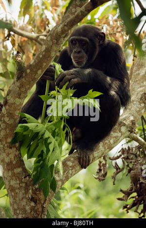 "Pele' adolescente di sesso maschile di Bossou study group in un albero vicino alla popolazione locale di colture. Foto Stock