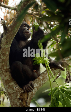 "Pele' adolescente di sesso maschile di Bossou study group in un albero vicino alla popolazione locale di colture. Foto Stock