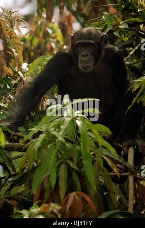 "Pele' adolescente di sesso maschile di Bossou study group in un albero vicino alla popolazione locale di colture. Foto Stock