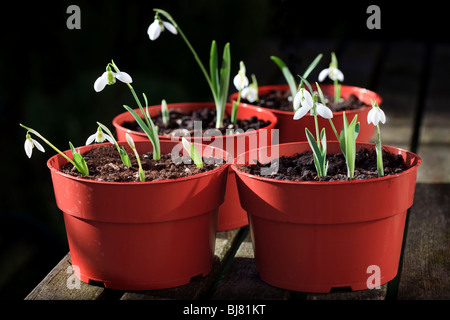 Galanthus elwesii - Bucaneve Foto Stock