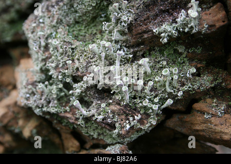 Pixie Cup Lichen Cladonia sp prese a Martin mera WWT, Lancashire, Regno Unito Foto Stock