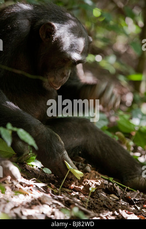 Utilizzo dell'attrezzo. "Pele', adolescente di sesso maschile di Bossou study group, Africa Occidentale, servendosi di un martello in pietra e l'incudine per schiacciare le noci. Foto Stock