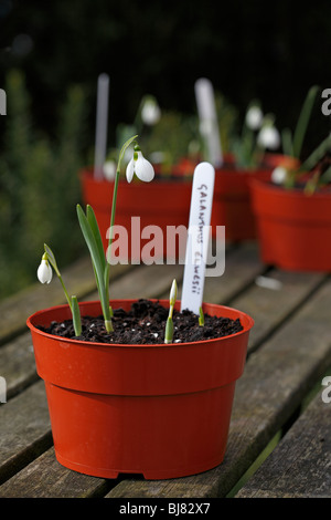 Galanthus elwesii - Bucaneve Foto Stock