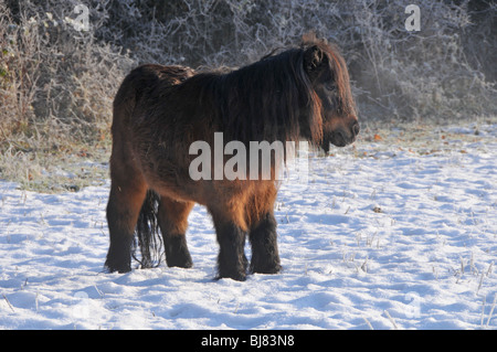 Capelli lunghi pony in piedi in coperta di neve paddock Foto Stock