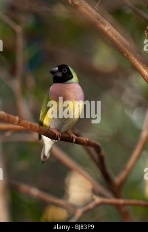 Tropical finch nella foresta in appoggio sul ramo Foto Stock