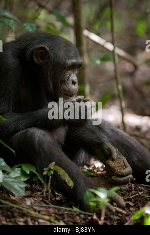 Utilizzo dell'attrezzo. "Pele', adolescente di sesso maschile di Bossou study group, Africa Occidentale, servendosi di un martello in pietra e l'incudine per schiacciare le noci. Foto Stock