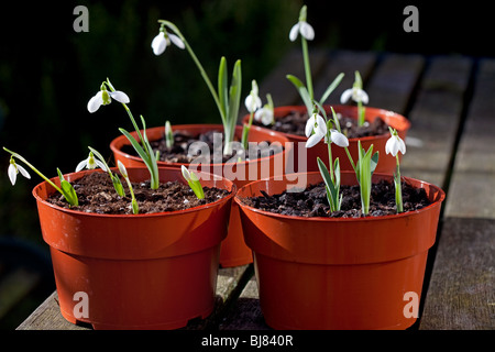 Galanthus elwesii - Bucaneve Foto Stock