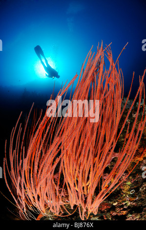 Femmina subacqueo con frusta rosso dei coralli, Caduta, Tulamben, Bali Foto Stock