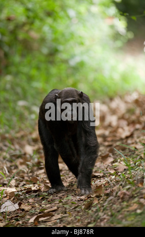 Hatari, giovani maschi adulti della truppa Kyambura, utilizzando uno di orientali i sentieri della foresta. Foto Stock