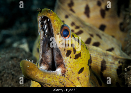 Gymnothorax fimbriatus spot-face moray, Fimbriated moray, Tulamben, Bali, Indonesia, Indo-pacifico Ocean Foto Stock