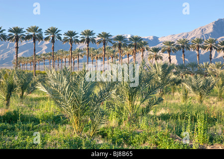 Data Palm, piantagione degli alberi giovani in primo piano. Foto Stock