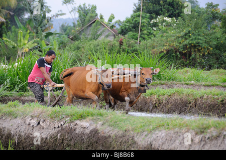 La coltivazione del riso con le mucche e aratro, Bali, Indonesia, Indo-pacifico Ocean Foto Stock