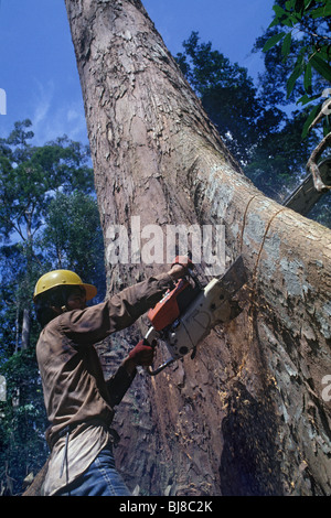 Lavoratore tropicale di abbattimento di alberi di legno duro Foto Stock