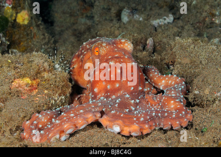 Octopus luteus, notte stellata Octopus, Tulamben, Bali, Indonesia, Indo-pacifico Ocean Foto Stock