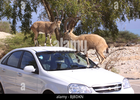 Israele Negev, Nubian stambecco (Capra ibex nubiana AKA Capra nubiana) su una vettura Foto Stock