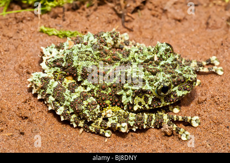 La rana di muschio, Vietnamita Mossy rana o Tonkin bug-eyed Rana, Theloderma corticale, si trova nel nord del Vietnam. Foto Stock