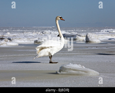 Il White Swan Cigno (Cygnus olor) in posa sul mare a Jurmala Lettonia Foto Stock