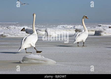 Cigni bianchi Cygnus olor Cigno in posa sul mare a Jurmala Lettonia Foto Stock