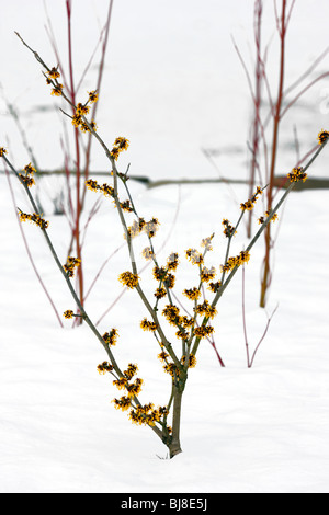 Hamamelis x intermedia "Aurora" giovane albero nella neve Foto Stock