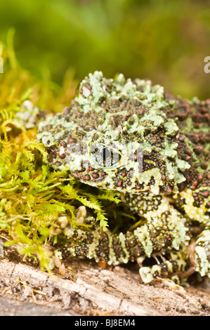 La rana di muschio, Vietnamita Mossy rana o Tonkin bug-eyed Rana, Theloderma corticale, si trova nel nord del Vietnam. Foto Stock