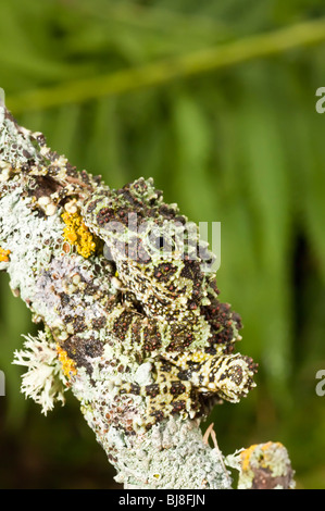 La rana di muschio, Vietnamita Mossy rana o Tonkin bug-eyed Rana, Theloderma corticale, si trova nel nord del Vietnam. Foto Stock