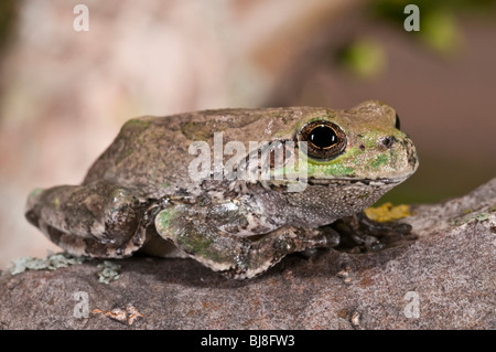 Grigio orientale raganella, Hyla versicolor, STATI UNITI D'AMERICA Foto Stock