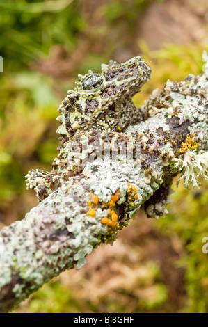 La rana di muschio, Vietnamita Mossy rana o Tonkin bug-eyed Rana, Theloderma corticale, si trova nel nord del Vietnam. Foto Stock