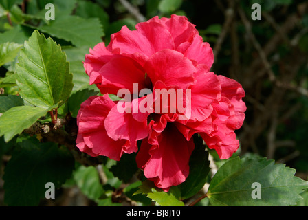 Molto carino e la varietà Red hibiscus flower trovati in Kerala, India.Hibiscus flower è noto anche come scarpa fiore o Cina Rose Foto Stock