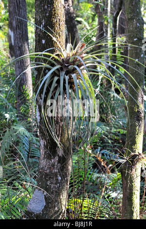 Gli epifiti cresce su un cipresso in sei miglia Cypress Slough preservare, Fort Myers, Florida Foto Stock