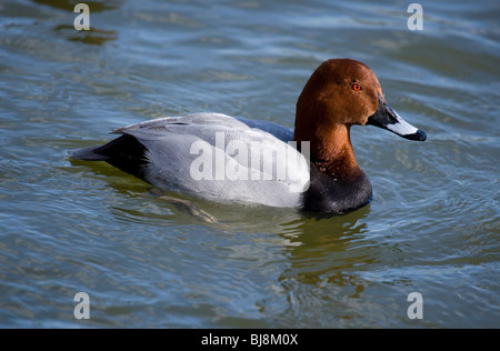 Pochard Aythya ferina singolo adulto maschio su water REGNO UNITO Foto Stock