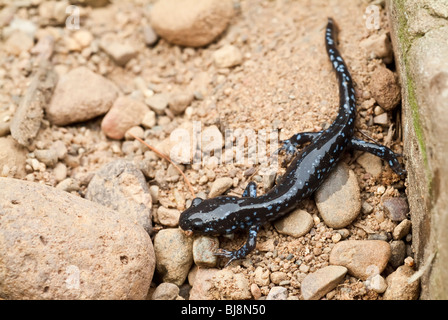 Il Blue-salamandra pezzata, Ambystoma laterale, nativo di stati dei Grandi Laghi e il nord-est degli Stati Uniti e Canada centrale Foto Stock