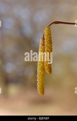 Hazel amento(Corylus avellana) Foto Stock