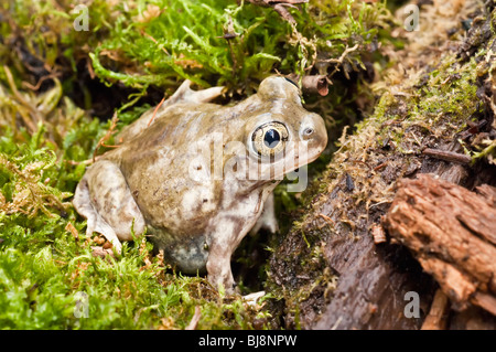 Le pianure spadefoot toad, Spea bombifrons, varia dal Canada sudoccidentale, attraverso le grandi pianure nel nord del Messico Foto Stock