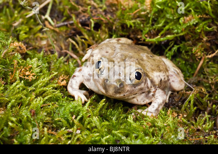 Le pianure spadefoot toad, Spea bombifrons, varia dal Canada sudoccidentale, attraverso le grandi pianure nel nord del Messico Foto Stock